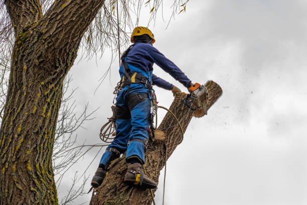 Why Choose Our Tree Removal Services in Cannelton, IN?